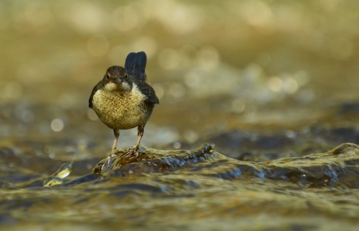 Wasseramsel